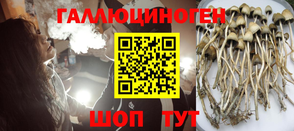 Ярцево  где можно купить наркотик  Галлюциногенные грибы прущие грибы  Вход с VPN  Псилоцибиновые грибы Psilocybe 